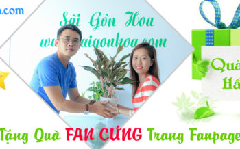 Tang Qua Fan Cung