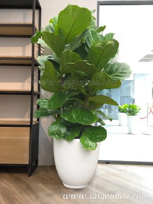 Chậu Cây Bàng Singapore 5 thân