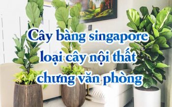 Cay Bang Sing Loai Cay Noi That Chung Van Phong