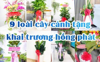 Cay Canh Tang Khai Truong Hong Phat