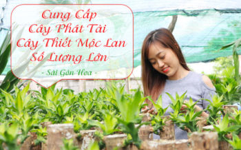 Cung Cap Cay Phat Tai
