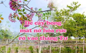 Cay Bong Mat No Hoa