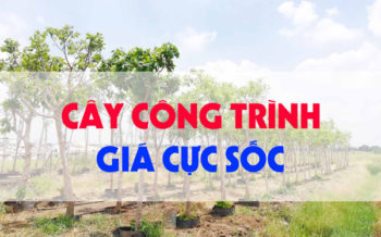 Cay Cong Trinh Gia Soc