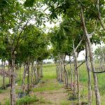 cây bóng mát nở hoa rực rỡ