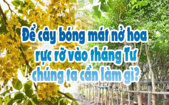 De Cay Bong Mat No Hoa Vang Thang Tu