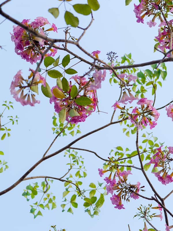 9 Loại Cây Bóng Mát Sân Vườn Rực Rỡ Tháng Chơi Hoa 