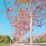 Phân Loại Cây Xanh Trong Thiết Kế Cảnh Quan