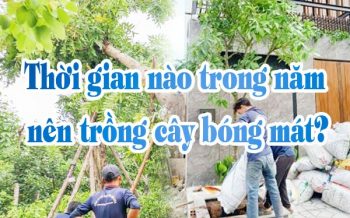 Thoi Gian Nao Trong Nam Nen Trong Cay Bong Mat