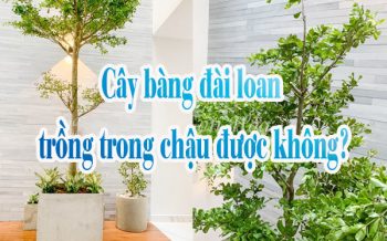 Cay Bang Dai Loan Trong Chau