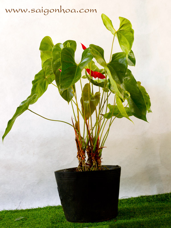 Cây Hoa Đại Hồng Môn