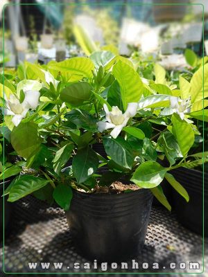 Cây Hoa Dành Dành