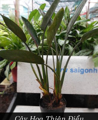 Cây Hoa Thiên Điểu