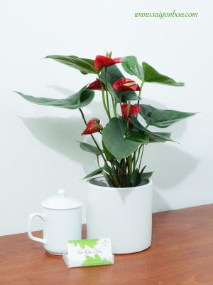 Cây Hồng Môn Đỏ Để Bàn