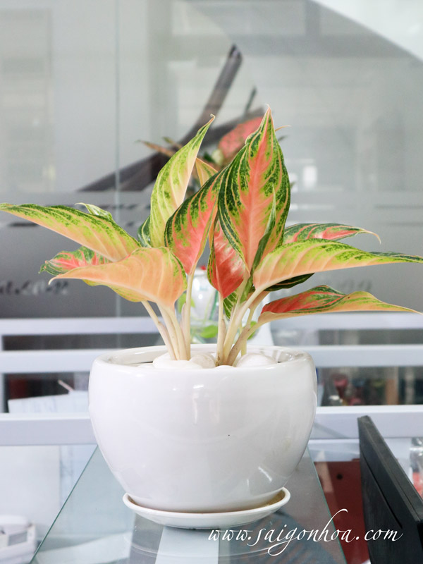 Cây Hồng Ngân Để Bàn