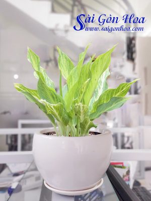 Cây Lan Tuyết Để Bàn