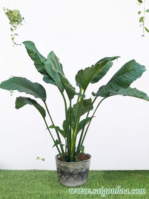 Cây Lan Ý Mỹ Lá Lớn