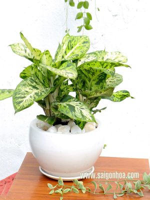 Chậu Cây Sao Sáng Để Bàn