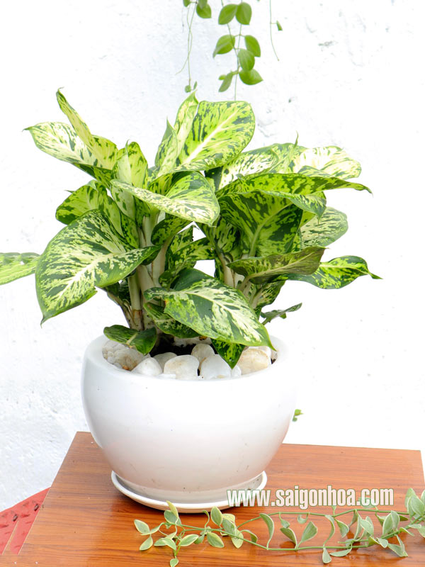 Chậu Cây Sao Sáng Để Bàn