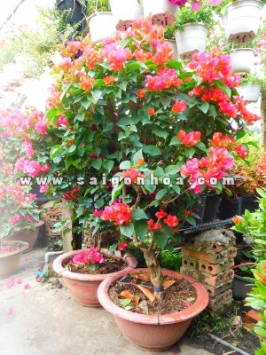 Chậu Cây Bông Giấy Ghép Cao 1 - 1.2m