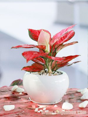 Cây Hồng Phát Lộc Để Bàn