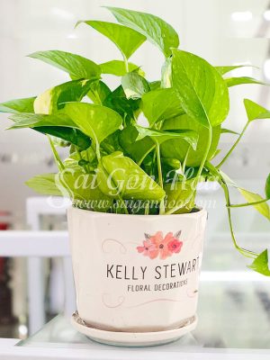 Cây Trầu Bà Xanh Để Bàn