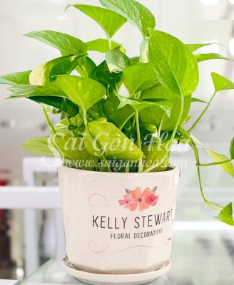 chau cay trau ba xanh de ban