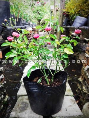 Cây Hồng Chùm Son