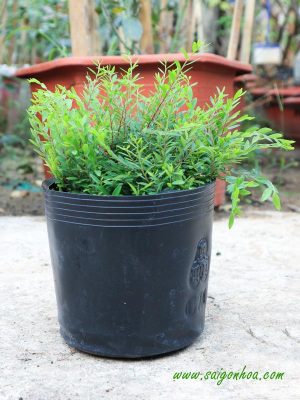 Cây Sơn Liễu