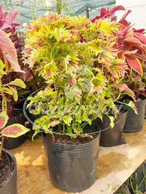 Cây Lá Gấm Ngũ Sắc