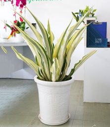 Chậu Cây Thùa Vàng