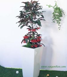 Chậu Cây Kim Ngân Lượng