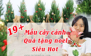 Mau Qua Tang Cay Canh Noel