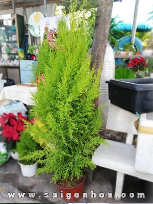 Cây Tùng Thơm Trồng Công Trình