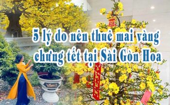 5 Li Do Nen Thue Mai Vang Chung Tet