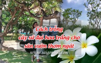 Cach Trong Cay Su Dai