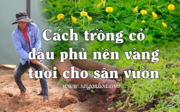 Cach Trong Co Dau Phu San Vuon