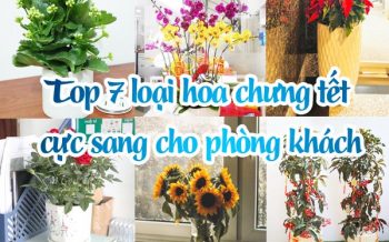 Hoa Tet Chung Phong Khach