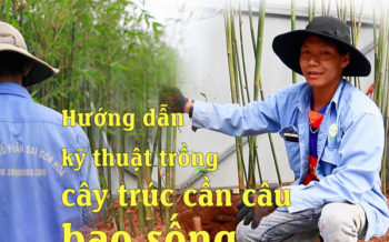 Huong Dan Ky Thuat Trong Truc Can Cau