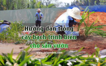 Huong Dan Trong Cay Bach Trinh Bien