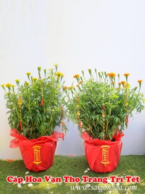 Hoa Cúc Vạn Thọ Trang Trí Tết
