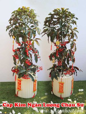 Chậu Kim Ngân Lượng Đón Tài Lộc