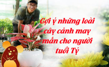 Cay Canh Cho Nguoi Tuoi Ty