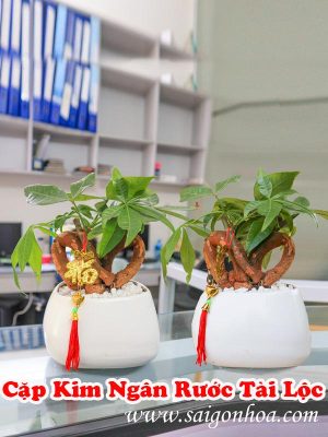 Chậu Kim Ngân Rước Tài Lộc