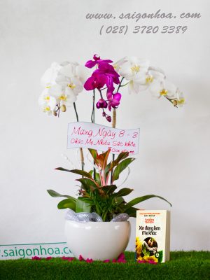 Chậu Lan Hồ Điệp 3 Cành Ngày 8/3