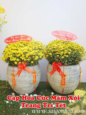 Chậu Cúc Mâm Xôi Trang Trí Tết
