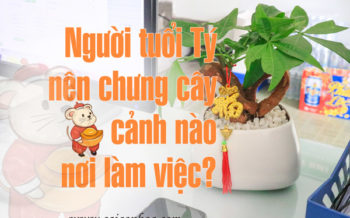 Nguoi Tuoi Ty Chung Cay Canh Nao