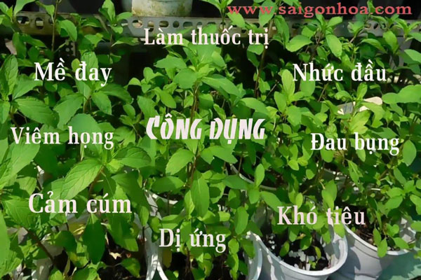 Cong Dung Cay Bac Ha