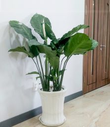 Chậu Cây Lan Ý Mỹ Lá Lớn