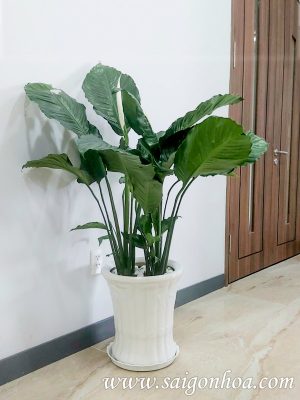 Chậu Cây Lan Ý Mỹ Lá Lớn