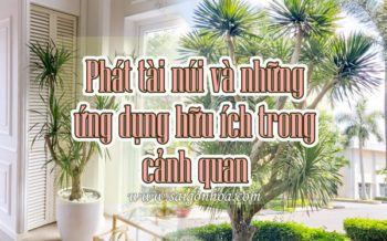 Phat Tai Nui Va Ung Dung